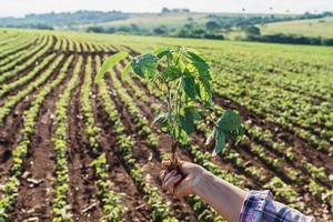 The woman's hands hold a small seedling of soy. concept of agribusiness photo