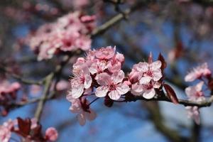 Beautiful cherry and plum trees in blossom during springtime with colorful flowers