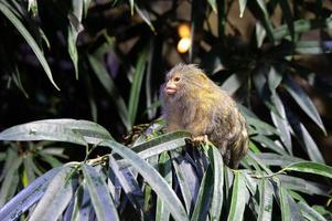 Little monkey standing on a green tree in Budapest Tropicarium