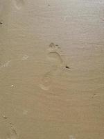 la huella de un hombre en la arena mojada foto