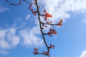 Beautiful blooming trees in blossom during springtime against the blue sky. photo