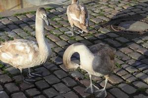 Swan walking on a cobblestone path close to the water in a port in Germany photo