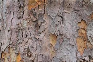 Close up view on different wood surfaces of planks logs and wooden walls in high resolution photo