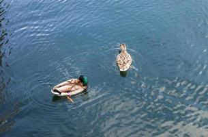 hermosa pareja de patos nadando en el agua en una costa en alemania.