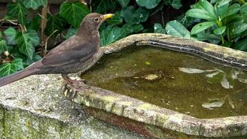 Close up on a cute little blackbird and having fun in a bird bath on a sunny day in summer photo