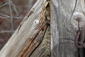 Selective focus macro of a red ladybug walking on weathered wood. photo