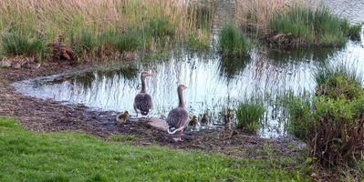 Lots of beautiful european goose birds at a lake on a sunny day photo