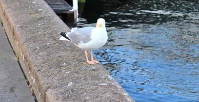 Hungry sea gull at a quay wall of the port in Kiel Germany. photo