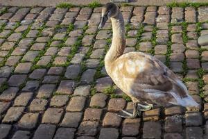 Swan walking on a cobblestone path close to the water in a port in Germany photo
