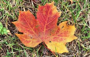 hermosas hojas de otoño coloridas en el suelo para fondos o texturas foto