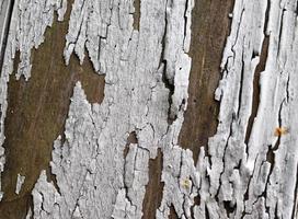 Close up view on different wood surfaces of planks logs and wooden walls in high resolution photo