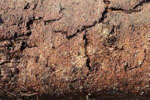 Detailed close up view on different wood surfaces showing planks logs and wooden surfaces in high resolution. photo