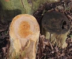 Detailed close up view on different wood surfaces showing planks logs and wooden surfaces in high resolution. photo