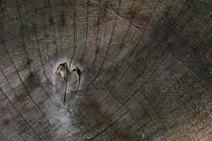 Close up view on different wood surfaces of planks logs and wooden walls in high resolution photo