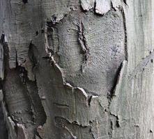 Close up view on different wood surfaces of planks logs and wooden walls in high resolution photo