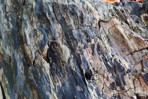 Close up view on different wood surfaces of planks logs and wooden walls in high resolution photo