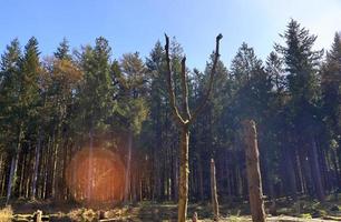 A clearing in a coniferous forest with a body of water in the swamp. photo