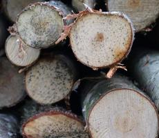 Close up view on different wood surfaces of planks logs and wooden walls in high resolution photo