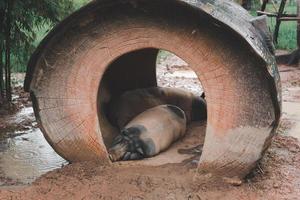 los cerdos blancos y negros duermen cómodamente en un corral en un día lluvioso.