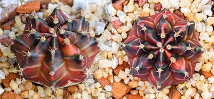 Gymnocalycium mihanovichii is a type of cactus that is bred from Thailand. photo