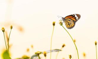 black and brown striped butterfly stand on flower in  garden at thailand photo