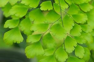 Maidenhair ferns in nature photo