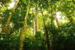 Jungle forest with tropical tree photo