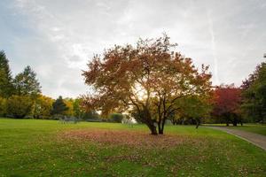 colorful landscape of sunny autumn park photo