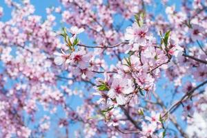 Beutiful close up picture of pink cherry blossom against blue sky photo