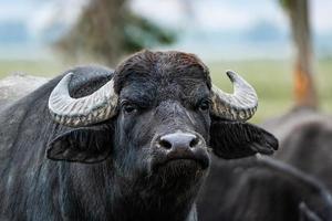 black water buffalo in the fields