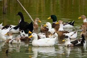 Close up of many wild ducks swiming in the river photo