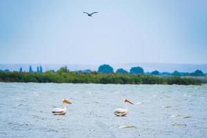 Landscape with big lake and pelicans in Ukraine