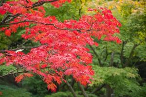 japanese garden in autumn time