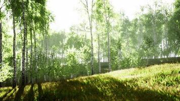Sunrise or sunset in a spring birch forest with rays of sun shining video