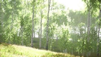 bosquet de bouleaux estival pendant un lever de soleil brumeux video
