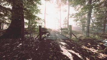 puente de madera suspendido que cruza el río hacia un bosque misterioso y brumoso video