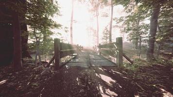 träbro i skogen i dimman video