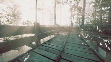 puente de madera en el bosque en la niebla video