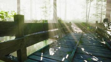 puente de madera en el bosque en la niebla video