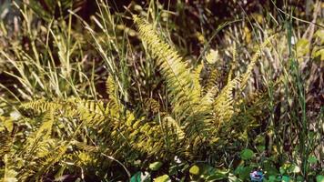 sole che splende nella foresta tropicale video