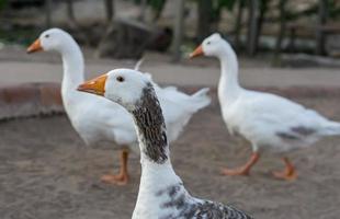 Three geese, one protagonist photo