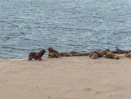 Sea lions resting in the sand photo