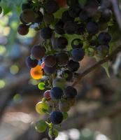 Sunlight passing trough a single grape photo