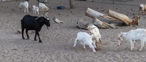 Group of goats playing in the sand photo