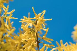 primer plano de una hermosa flor amarilla en el árbol foto