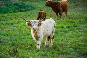 granja con vacas de las tierras altas en el prado verde foto