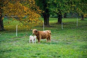 granja con vacas de las tierras altas en el prado verde foto