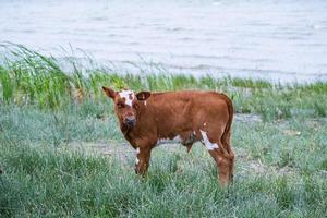 landscape of a nasty day with cows graze in the river photo