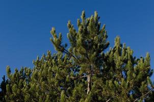 pine tree and blue sky photo