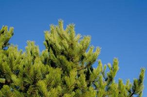 pine trees and blue sky photo